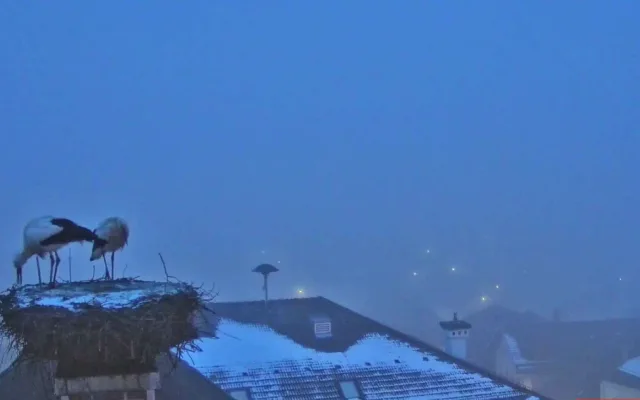 První čápi se vracejí ze zimovišť. Jeden pár má výhled na zasněženou sjezdovku