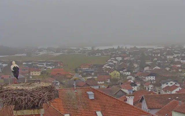 První čápi se vracejí ze zimovišť. Jeden pár má výhled na zasněženou sjezdovku
