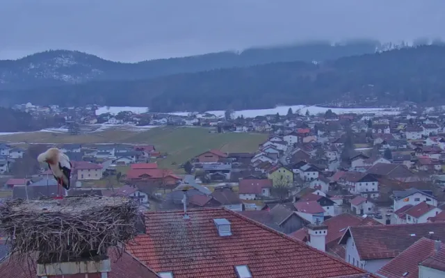 První čápi se vracejí ze zimovišť. Jeden pár má výhled na zasněženou sjezdovku