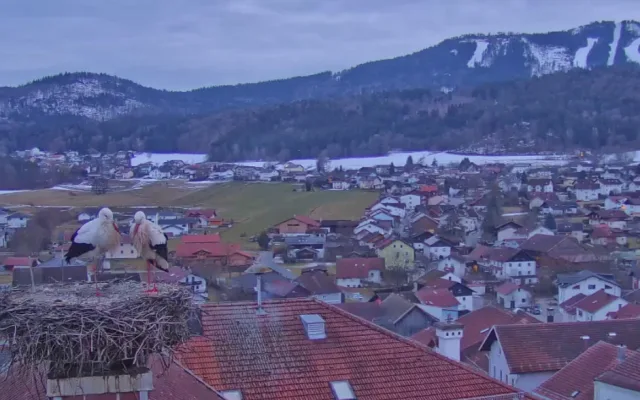 První čápi se vracejí ze zimovišť. Jeden pár má výhled na zasněženou sjezdovku