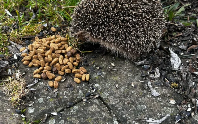 O probuzeného ježka už je postaráno