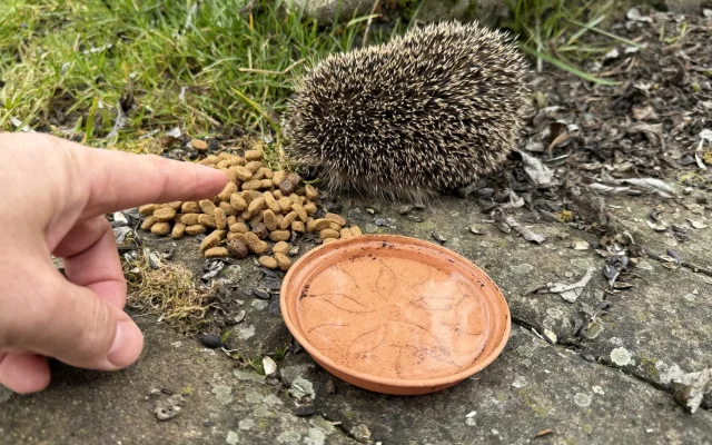 O probuzeného ježka už je postaráno