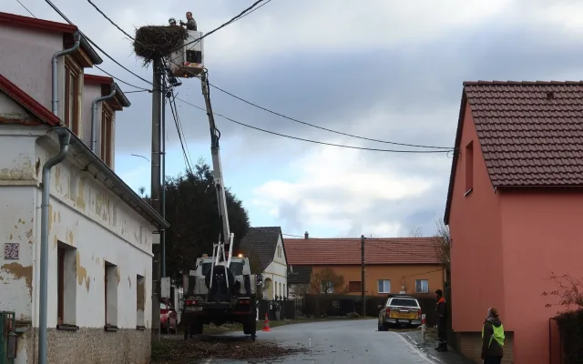 Úprava hnízda v Polžicích