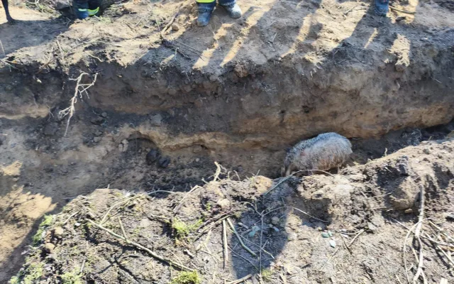 Přežil i jezevec