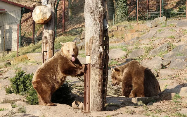 Večerníčkoví medvědi se probudili ze zimního spánku, spokojeně se vyhřívají na slunci