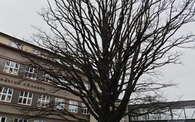 Památkově chráněný stoletý dub chřadne, město bojuje o jeho záchranu