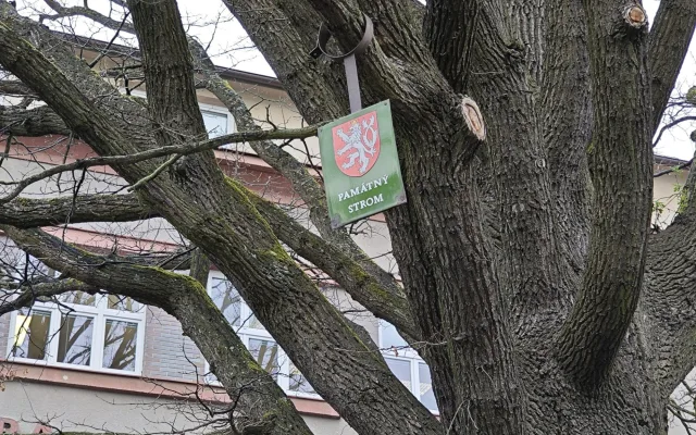 Památkově chráněný stoletý dub chřadne, město bojuje o jeho záchranu