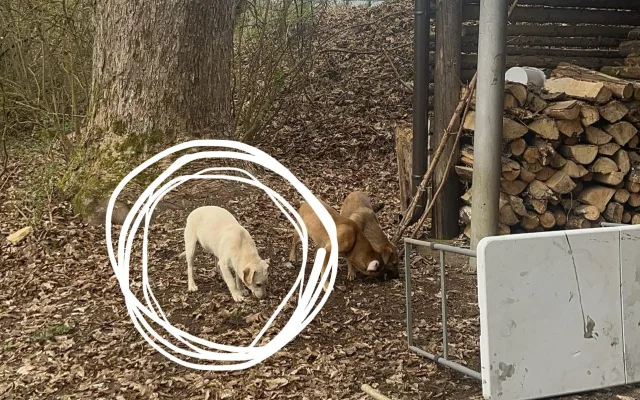 Poslední ze psů, kterého se nepodařilo odchytit: foto: Gabriela Jägerová
