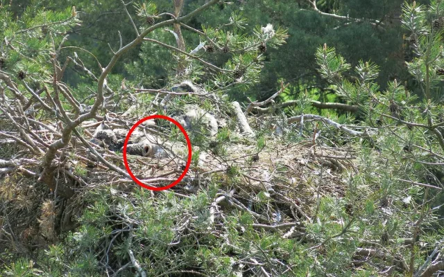 Hnízdo, ve kterém orel vyrůstal