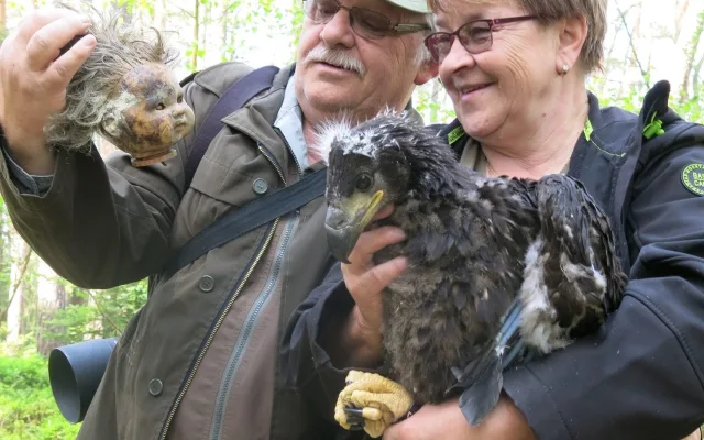 Hnízdo našli Karel a Růžena Machačovi. Uvnitř hnízda byl i hororový nález