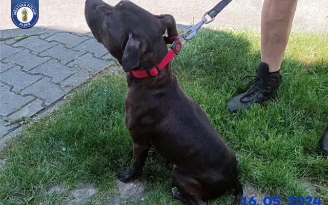 Už dávno by mohli do nových domovů, místo toho jsou psi dva roky v útulku