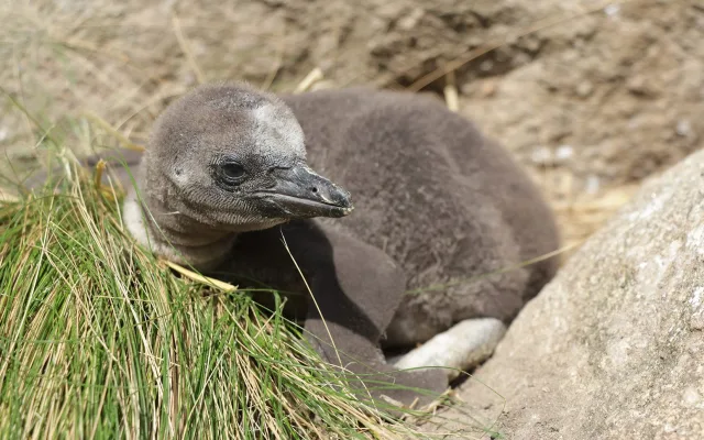 Návštěvníci zoologické zahrady se mohou kochat pohledem na malinké tučňáky