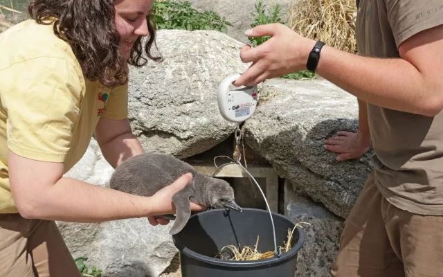 Návštěvníci zoologické zahrady se mohou kochat pohledem na malinké tučňáky