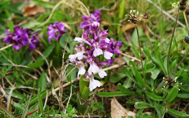 Foto: Jiří Brabec, Česká botanická společnost