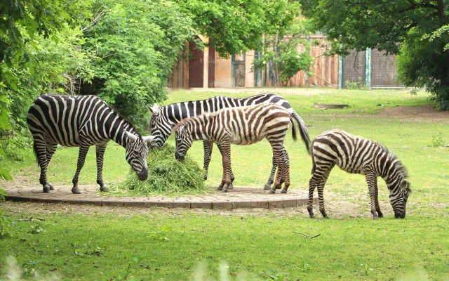 Babyboom v zoologické zahradě, po tučňácích přišla na svět vzácná zebra