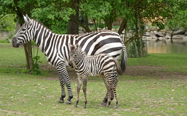 Babyboom v zoologické zahradě, po tučňácích přišla na svět vzácná zebra