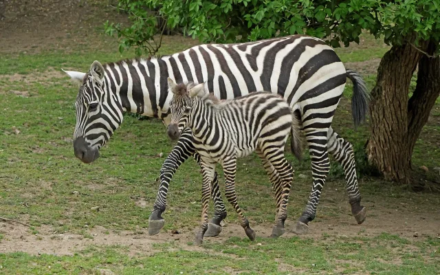 Babyboom v zoologické zahradě, po tučňácích přišla na svět vzácná zebra