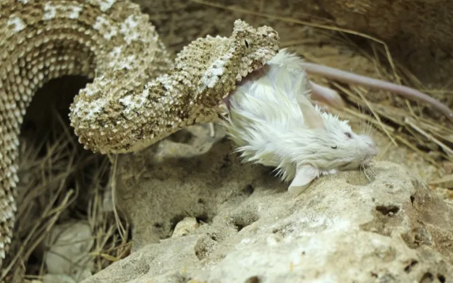Zoo získala prestižní ocenění, jako první na světě odchovala zmije s pavoukem na ocasu
