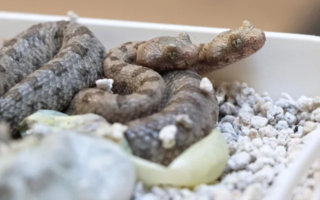 Zoo získala prestižní ocenění, jako první na světě odchovala zmije s pavoukem na ocasu