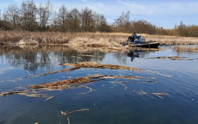 Redukce rákosu