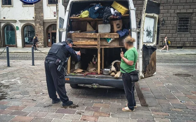 Žena s bernardýny a harmonikou se přesunula do Plzně, týrání zvířat se prý nedopouští