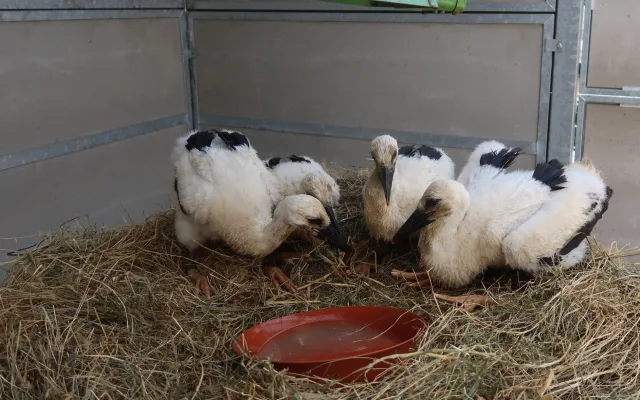 Osiřelá čápata zatím ještě pohromadě