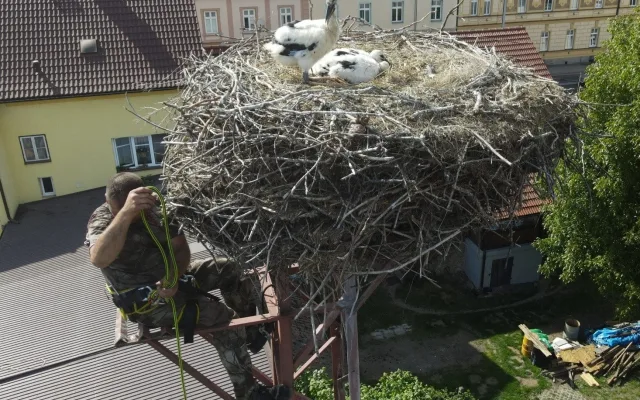 Adopce na hnízdě v Chotěšově