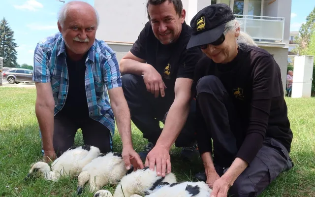Osiřelá čápata zatím ještě pohromadě
