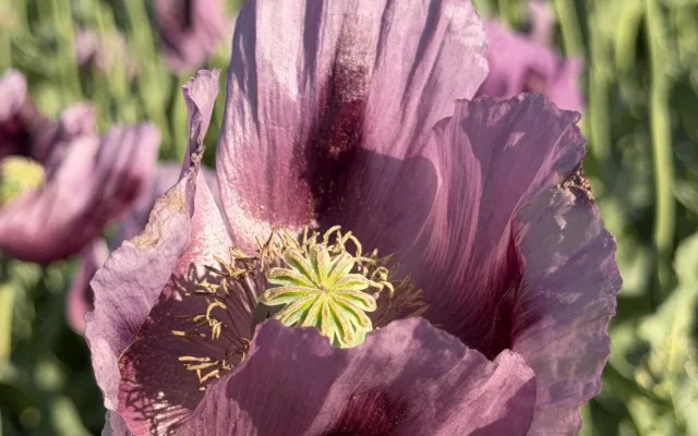 Fialové makové pole okouzlilo Plzeňsko. O pár kilometrů dál kvete modrá svazenka