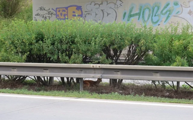 Dramatická záchranná akce na dálnici D5. Zraněného daňka lovili mezi svodidly