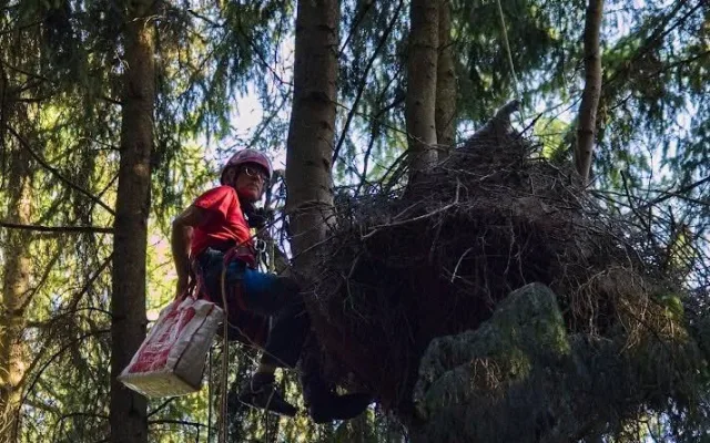 Přírodovědci kroužkují silně ohrožené čápy černé, hnízda staví v hluboko v lesích