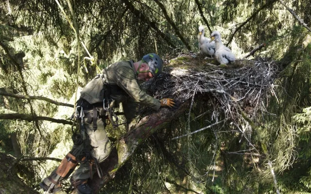 Přírodovědci kroužkují silně ohrožené čápy černé, hnízda staví v hluboko v lesích