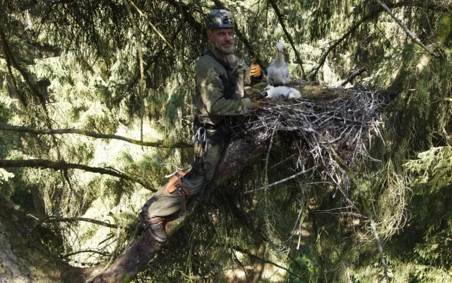 Přírodovědci kroužkují silně ohrožené čápy černé, hnízda staví v hluboko v lesích