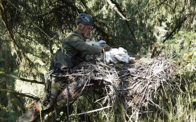 Kroužkování čápů černých na hnízdě na Plzeňsku