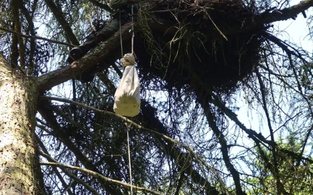 Kroužkování čápů černých na hnízdě na Plzeňsku
