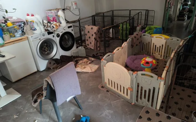 Tenké kosti a neznámé záchvaty. Toffie ani po záchraně z množírny nemá vyhráno