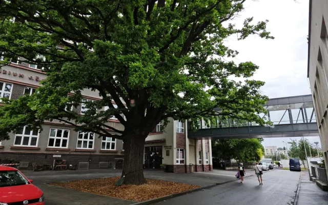 Stoletý památný strom získal více prostoru, lépe se k němu dostane voda