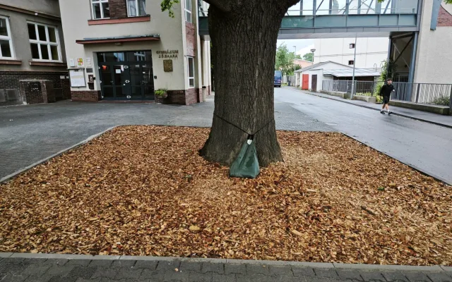 Stoletý památný strom získal více prostoru, lépe se k němu dostane voda