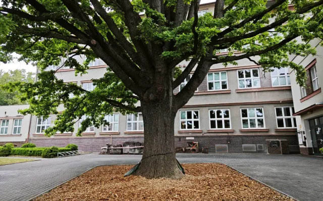 Stoletý památný strom získal více prostoru, lépe se k němu dostane voda