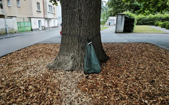 Stoletý památný strom získal více prostoru, lépe se k němu dostane voda