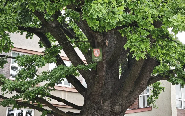 Stoletý památný strom získal více prostoru, lépe se k němu dostane voda