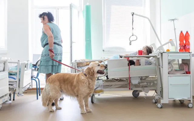Léčba pejskem a kočičkou, huňaté terapeuty pacienti s nadšením vyhlížejí