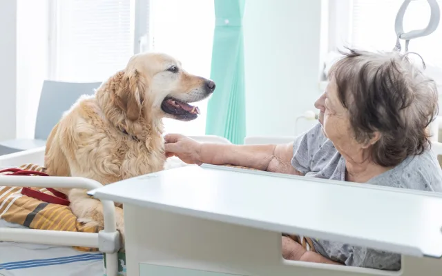 Léčba pejskem a kočičkou, huňaté terapeuty pacienti s nadšením vyhlížejí