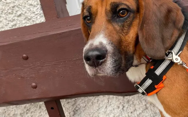 V adopci byl laboratorní bígl pár dní, pak se ztratil. Rozjela se velká pátrací akce
