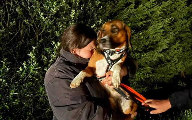 V adopci byl laboratorní bígl pár dní, pak se ztratil. Rozjela se velká pátrací akce