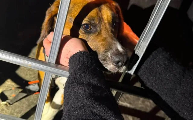 V adopci byl laboratorní bígl pár dní, pak se ztratil. Rozjela se velká pátrací akce