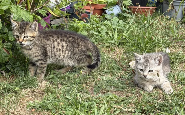 Zachránili jsme tři koťata na pokraji smrti. Pro Suri a Katy teď hledáme nový domov