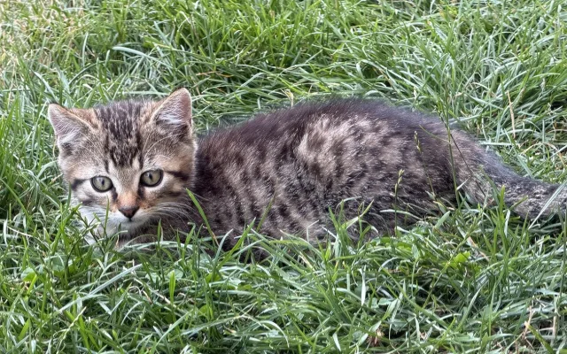 Zachránili jsme tři koťata na pokraji smrti. Pro Suri a Katy teď hledáme nový domov
