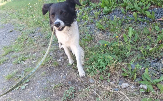 Míša si s páníčkem prožil peklo, veterinární prohlídka odhalila kruté týrání