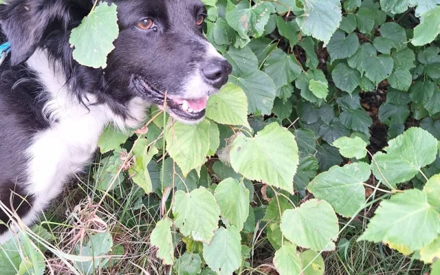 Míša si s páníčkem prožil peklo, veterinární prohlídka odhalila kruté týrání